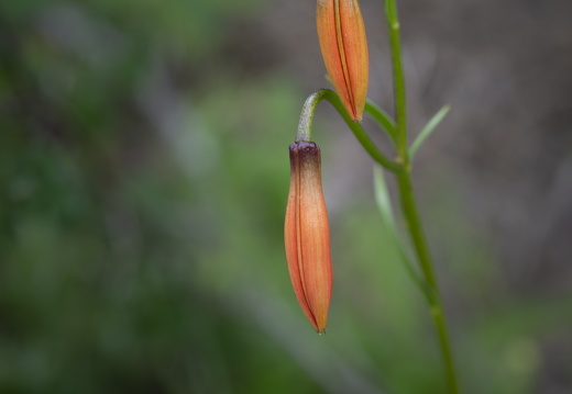 20180619-Gorges-109