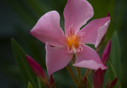 20180624-Bloemen-100