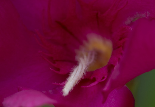 20180624-Bloemen-101