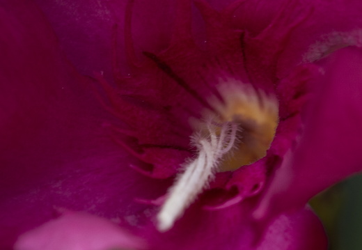 20180624-Bloemen-102