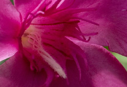 20180624-Bloemen-103