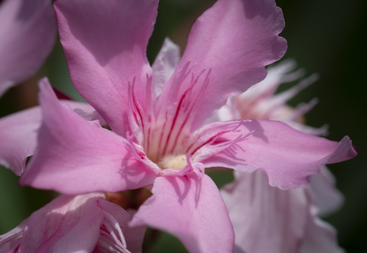 20180624-Bloemen-104