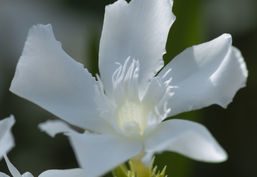 20180624-Bloemen-105