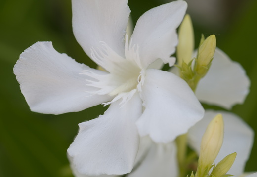 20180624-Bloemen-106