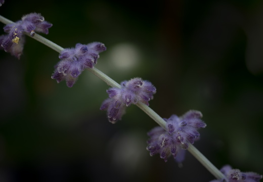 20180624-Bloemen-108