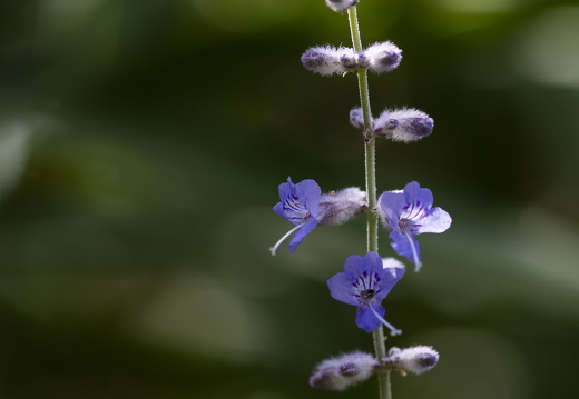 20180624-Bloemen-109