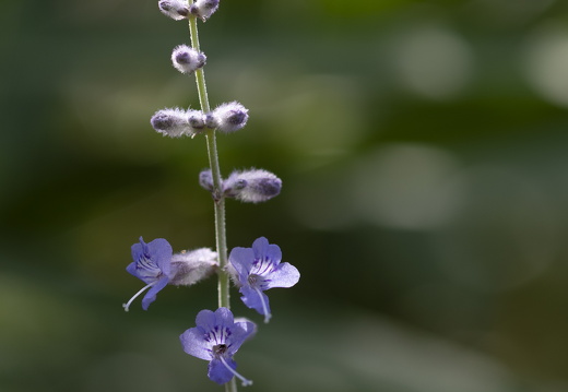 20180624-Bloemen-110