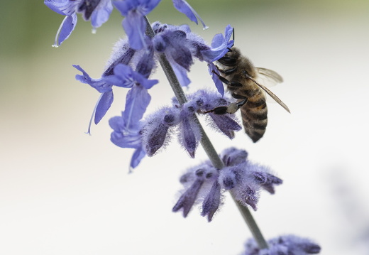 20180624-Bloemen-113