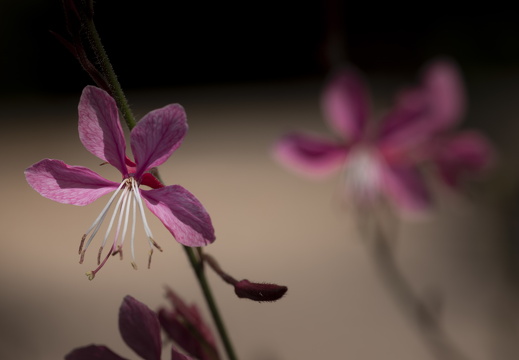 20180624-Bloemen-121