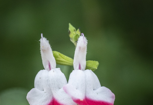 20180624-Bloemen-122