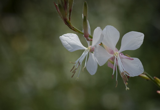 20180624-Bloemen-125