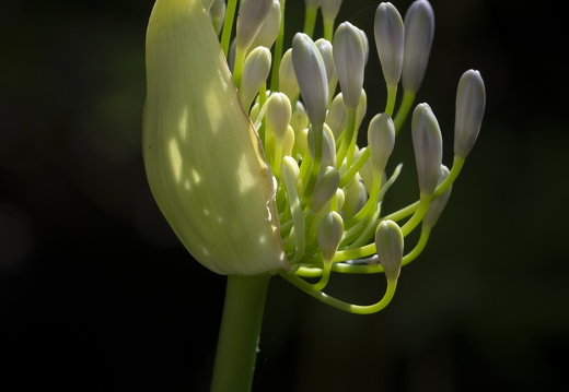 20180624-Bloemen-126