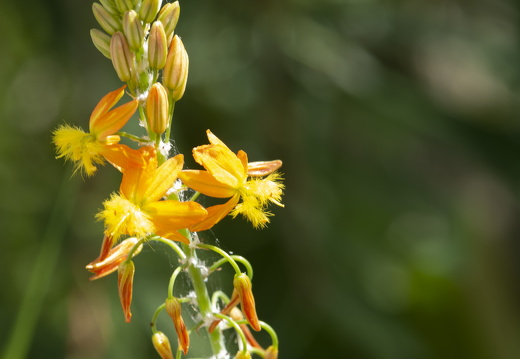 20180624-Bloemen-129