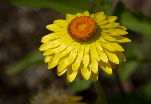 20180624-Bloemen-134