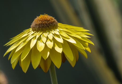 20180624-Bloemen-135