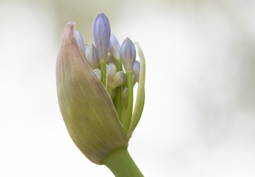 20180624-Bloemen-137