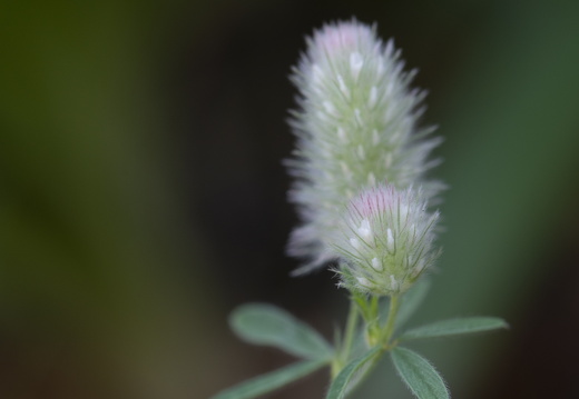 20180624-Bloemen-139