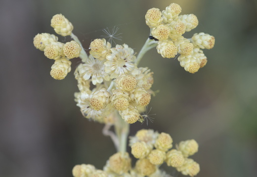 20180624-Bloemen-142