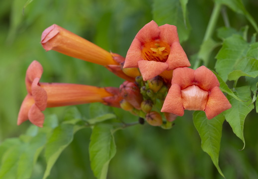 20180624-Bloemen-144