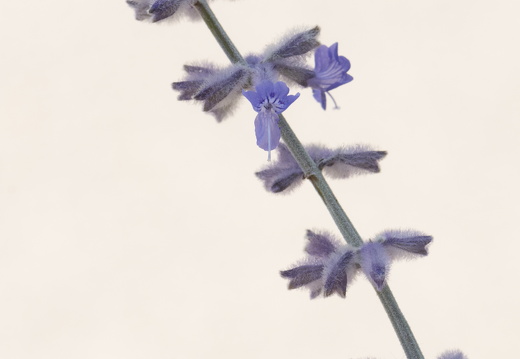 20180624-Bloemen-151