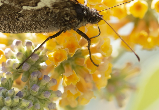 20180624-Bloemen-155