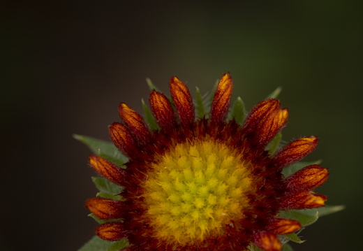 20180624-Bloemen-157