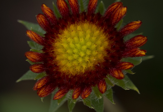 20180624-Bloemen-158