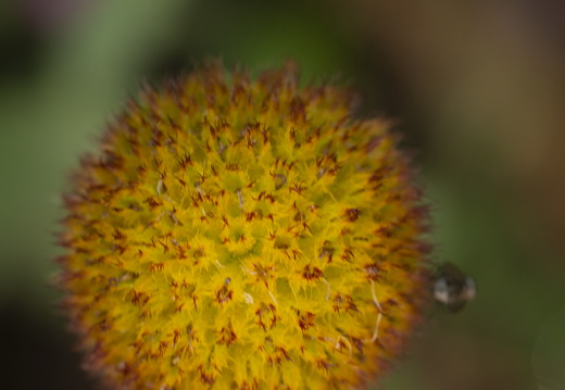 20180624-Bloemen-159