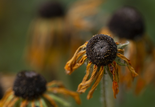 20180624-Bloemen-160
