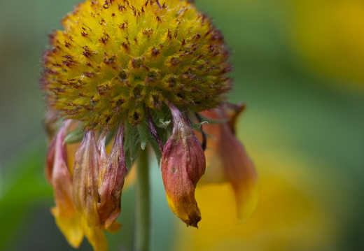 20180624-Bloemen-161