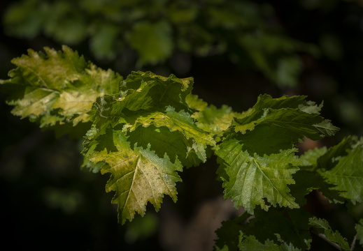 20180811-Nikon-D800-Lotte-Loenen-115