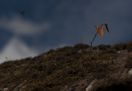 20180811-Nikon-D800-Lotte-Loenen-130