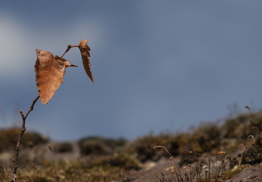 20180811-Nikon-D800-Lotte-Loenen-131