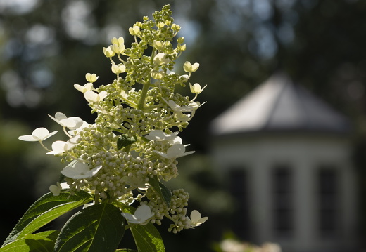 20180811-Nikon-D800-Lotte-Loenen-132