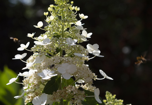 20180811-Nikon-D800-Lotte-Loenen-133
