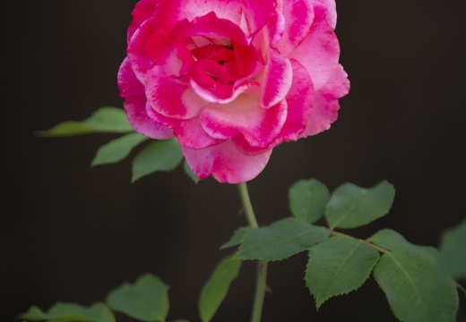 20180811-Nikon-D800-Lotte-Loenen-136