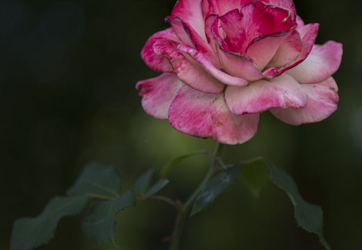 20180811-Nikon-D800-Lotte-Loenen-137