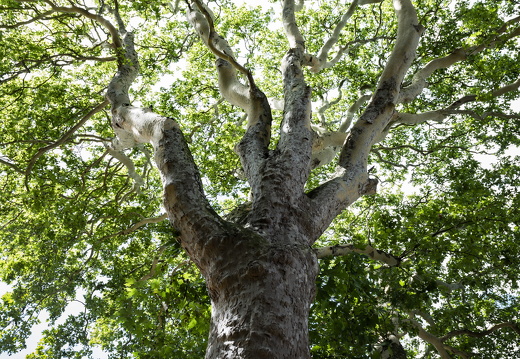 20180811-Nikon-D800-Lotte-Loenen-145