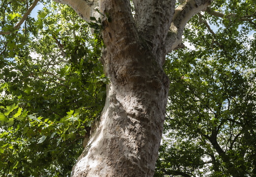 20180811-Nikon-D800-Lotte-Loenen-146