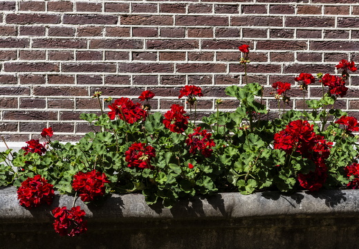 20180811-Nikon-D800-Lotte-Loenen-149