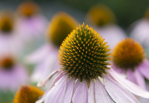 20180811-Nikon-D800-Lotte-Loenen-157