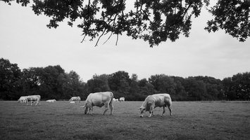 20180831-Leica-M4-21mm-Delta100-RondeVenen--110