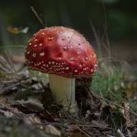 20180930-LageVuursche-104