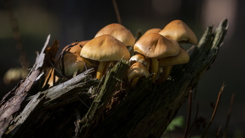 20180930-LageVuursche-112