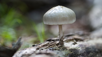20180930-LageVuursche-147