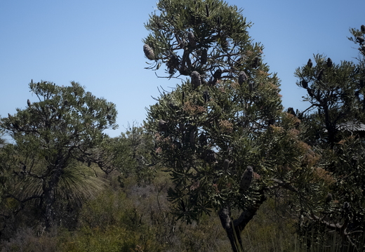 20181107-Geraldton-108