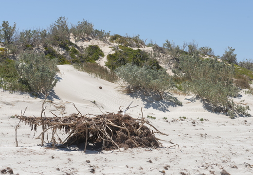 20181107-Geraldton-153