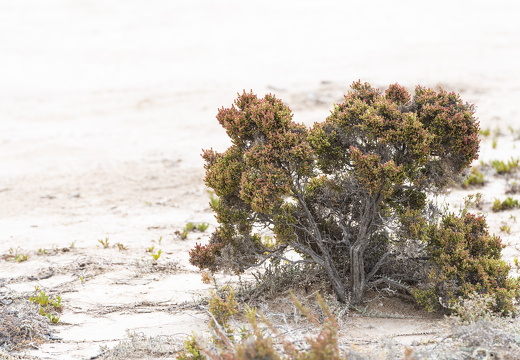 20181110-Geraldton-134
