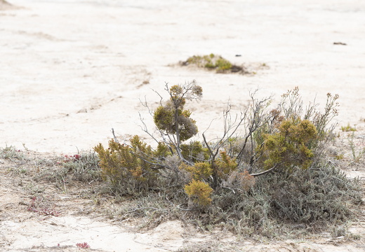 20181110-Geraldton-136
