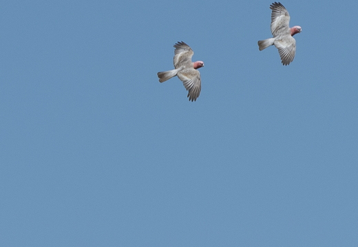20181113-Perth-108